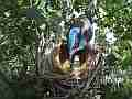 Scrub Jay female examines nest hops in 60fps Cat.#V17385, 1920x1080 H.264/MPEG-4 AVC, 32 sec. at 30fps 