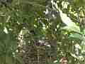Scrub Jay Female in nest slight movement Cat.#V17388, 1920x1080 H.264/MPEG-4 AVC, 7 sec. at 30fps 