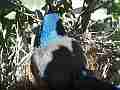 Scrub Jay female on nest panting Cat.#V17391, 1920x1080 H.264/MPEG-4 AVC, 10 sec. at 30fps 