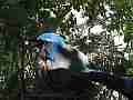 Scrub Jay female on nest panting dappled light Cat.#V17393, 1920x1080 H.264/MPEG-4 AVC, 11 sec. at 30fps 