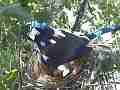 Scrub Jay Female standing on nest panting Cat.#V17396, 1920x1080 H.264/MPEG-4 AVC, 36 sec. at 30fps 