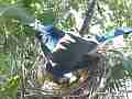 Scrub Jay Female standing on nest panting Cat.#V17397, 1920x1080 H.264/MPEG-4 AVC, 15 sec. at 30fps 