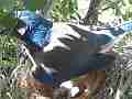 Scrub Jay Female standing on nest panting Cat.#V17399, 1920x1080 H.264/MPEG-4 AVC, 18 sec. at 30fps 