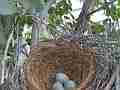 Scrub Jay 3 eggs in vacant nest medium view Cat.#V17404, 1920x1080 H.264/MPEG-4 AVC, 8 sec. at 30fps 