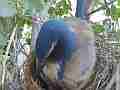 Scrub Jay female finishes feeding in nest Cat.#V17407, 1920x1080 H.264/MPEG-4 AVC, 9 sec. at 30fps 
