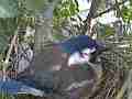 Scrub Jay female in nest cold morning zoomed Cat.#V17408, 1920x1080 H.264/MPEG-4 AVC, 10 sec. at 30fps 