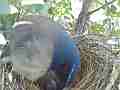 Scrub Jay female cleans nest and adjusts eggs Cat.#V17411, 1920x1080 H.264/MPEG-4 AVC, 33 sec. at 30fps 
