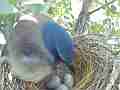 Scrub Jay female cleans nest and sits Cat.#V17412, 1920x1080 H.264/MPEG-4 AVC, 22 sec. at 30fps 