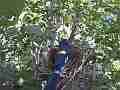 Scrub Jay female returns to nest and sits backwide view Cat.#V17415, 1920x1080 H.264/MPEG-4 AVC, 26 sec. at 30fps 