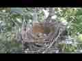 Scrub Jay adjusting eggs Cat.#V17376, 1920x1080 H.264/MPEG-4 AVC, 30 sec. at 30fps 