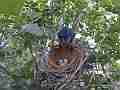 Scrub Jay female stands on nest then sits Cat.#V17421, 1920x1080 H.264/MPEG-4 AVC, 13 sec. at 30fps 