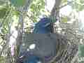 Scrub Jay female sitting on nest zoomed back view Cat.#V17425, 1920x1080 H.264/MPEG-4 AVC, 22 sec. at 30fps 