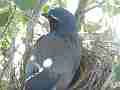 Scrub Jay female 1 call awaiting male visit Cat.#V17427, 1920x1080 H.264/MPEG-4 AVC, 18 sec. at 30fps 