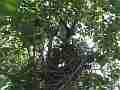 Scrub Jay female returns to nest examines eggs Cat.#V17430, 1920x1080 H.264/MPEG-4 AVC, 23 sec. at 30fps 
