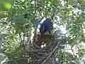 Scrub Jay female adjusts eggs and sits Cat.#V17431, 1920x1080 H.264/MPEG-4 AVC, 33 sec. at 30fps 