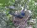 Scrub Jay female on nest nice light Cat.#V17488, 1920x1080 H.264/MPEG-4 AVC, 8 sec. at 30fps 