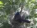 Scrub Jay female in windy shady nest wide Cat.#V17490, 1920x1080 H.264/MPEG-4 AVC, 10 sec. at 30fps 