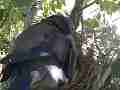 Scrub Jay female preening adjusting eggs Cat.#V17511, 1920x1080 H.264/MPEG-4 AVC, 29 sec. at 30fps 
