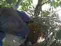 Scrub Jay female tweaks nest adjusts eggs Cat.#V17512, 1920x1080 H.264/MPEG-4 AVC, 24 sec. at 30fps 