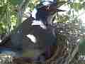 Scrub Jay female standing in nest beak wide open panting Cat.#V17515, 1920x1080 H.264/MPEG-4 AVC, 12 sec. at 30fps 