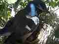 Scrub Jay female standing calling leaves nest Cat.#V17516, 1920x1080 H.264/MPEG-4 AVC, 22 sec. at 30fps 