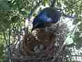 Scrub Jay female stands on nest inspects eggs Cat.#V17519, 1920x1080 H.264/MPEG-4 AVC, 21 sec. at 30fps 