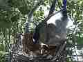Scrub Jay female tweaks nest Cat.#V17526, 1920x1080 H.264/MPEG-4 AVC, 28 sec. at 30fps 