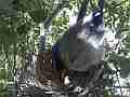 Scrub Jay female twaeks nest adjusts eggs Cat.#V17527, 1920x1080 H.264/MPEG-4 AVC, 32 sec. at 30fps 