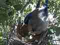 Scrub Jay female adjusts eggs sits Cat.#V17529, 1920x1080 H.264/MPEG-4 AVC, 16 sec. at 30fps 