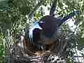Scrub Jay female inspects eggs pokes nest Cat.#V17532, 1920x1080 H.264/MPEG-4 AVC, 32 sec. at 30fps 