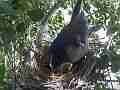Scrub Jay female adjusts eggs tweaks nest sits Cat.#V17535, 1920x1080 H.264/MPEG-4 AVC, 27 sec. at 30fps 