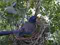 Scrub Jay female feeds leaves nest Cat.#V17538, 1920x1080 H.264/MPEG-4 AVC, 39 sec. at 30fps 