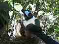 Scrub Jay feeding Cat.#V17540, 1920x1080 H.264/MPEG-4 AVC, 21 sec. at 30fps 