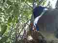 Scrub Jay female leaves nest with leaf in her mouth Cat.#V17542, 1920x1080 H.264/MPEG-4 AVC, 20 sec. at 30fps 
