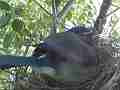 Scrub Jay female adjusting watching pecking at something Cat.#V17547, 1920x1080 H.264/MPEG-4 AVC, 19 sec. at 30fps 