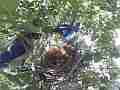 Scrub Jay female in windy nest zoomed Cat.#V17492, 1920x1080 H.264/MPEG-4 AVC, 13 sec. at 30fps 