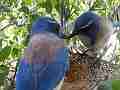 Scrub Jay pair feeding male eats poop leaves V17727 Cat.#V17727, 1920x1080 H.264/MPEG-4 AVC, 24 sec. at 30fps 