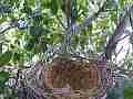 Scrub Jay female returns to nest and sits V17729 Cat.#V17729, 1920x1080 H.264/MPEG-4 AVC, 28 sec. at 30fps 