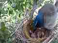 Scrub Jay female sits on chicks V17734 Cat.#V17734, 1920x1080 H.264/MPEG-4 AVC, 16 sec. at 30fps 