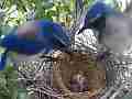 Scrub Jay male arrives all feed perfect angle male leaves V17735 Cat.#V17735, 1920x1080 H.264/MPEG-4 AVC, 37 sec. at 30fps 