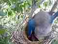 Scrub Jay female stands back slightly adjusts nest V17748 Cat.#V17748, 1920x1080 H.264/MPEG-4 AVC, 14 sec. at 30fps 