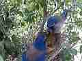 Scrub Jay male returns all feed eats poop male leaves V17750 Cat.#V17750, 1920x1080 H.264/MPEG-4 AVC, 39 sec. at 30fps 
