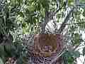 Scrub Jay squirmy chicks in vacant nest V17753 Cat.#V17753, 1920x1080 H.264/MPEG-4 AVC, 10 sec. at 30fps 