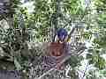 Scrub Jay female returns and feeds chicks wide view V17757 Cat.#V17757, 1920x1080 H.264/MPEG-4 AVC, 26 sec. at 30fps 