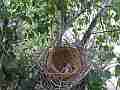 Scrub Jay one chick begging in vacant nest V17775 Cat.#V17775, 1920x1080 H.264/MPEG-4 AVC, 10 sec. at 30fps 