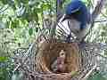 Scrub Jay female stands over begging chick then sits V17778 Cat.#V17778, 1920x1080 H.264/MPEG-4 AVC, 18 sec. at 30fps 