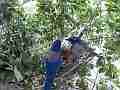 Scrub Jay pair feeds both leave wide view V17781 Cat.#V17781, 1920x1080 H.264/MPEG-4 AVC, 24 sec. at 30fps 