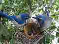 Scrub Jay pair feeds chicks wide view male leaves V17790 Cat.#V17790, 1920x1080 H.264/MPEG-4 AVC, 31 sec. at 30fps 