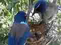 Scrub Jay male arrives all feed male leaves V17811 Cat.#V17811, 1920x1080 H.264/MPEG-4 AVC, 61 sec. at 30fps 