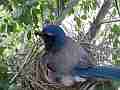 Scrub Jay chick head sticking out under female V17812 Cat.#V17812, 1920x1080 H.264/MPEG-4 AVC, 13 sec. at 30fps 